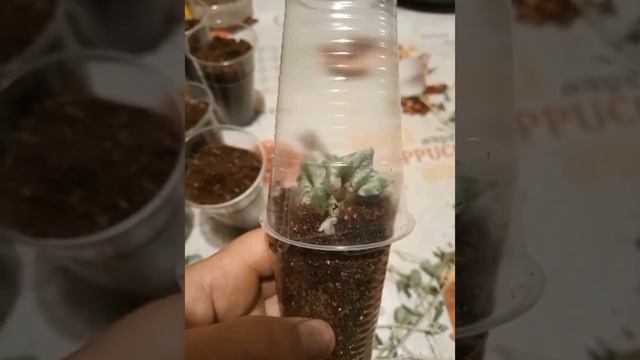 Простой и эффективный способ черенкования Дихондры. смотреть онлайн