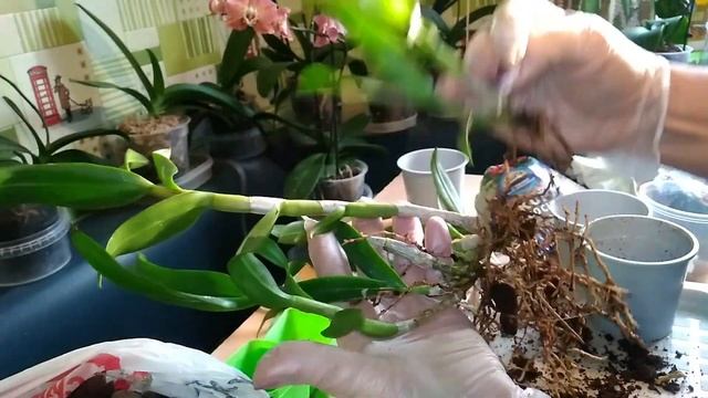ПЕРЕСАДКА - ДЕЛЕНИЕ куста Дендробиума Фаленопсиса смотреть онлайн