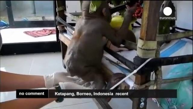 #Буди — спасённый орангутанг смотреть онлайн