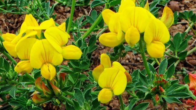 ЛЯДВЕНЕЦ РОГАТЫЙ 600 лекарственных растений смотреть онлайн