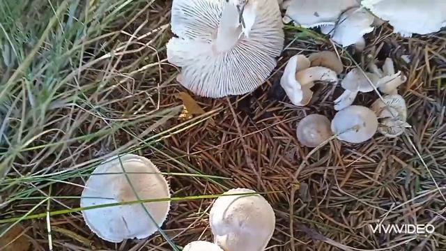 МНОГО ГРИБОВ НОЯБРЬ Зимние опята фламулины, рядовки смотреть онлайн