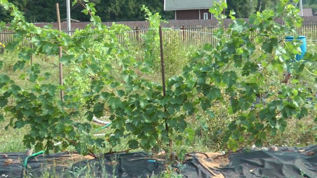 Виноград на гряде в подмосковье. смотреть онлайн
