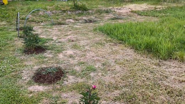 Сделал важную процедуру для пионов в первый год цветения - ОБОРВАЛ БУТОНЫ!!! Цветы.