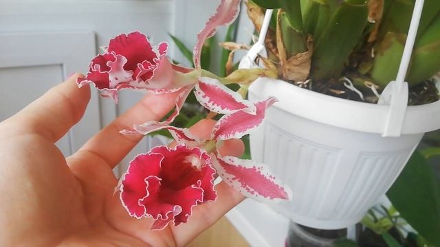 Trichopilia marginata смотреть онлайн