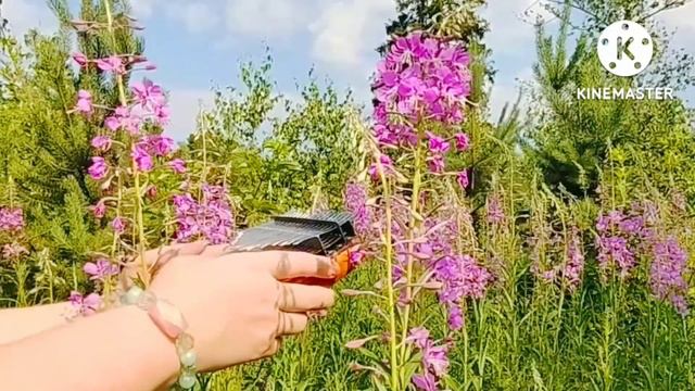 Shape Of My Heart — Sting | Chromatic Kalimba Cover | хроматическая калимба