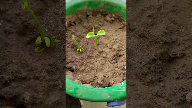 Вирощування мандарина з кісточки в домашніх умовах Україна 2023 🇺🇦 смотреть онлайн