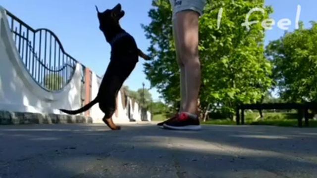 Dog Mep || 2019 смотреть онлайн
