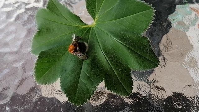 Татьяна. Если примените эти средства,то комары и осы скажут вам спасибо.Thermаcell в руках дилетант смотреть онлайн