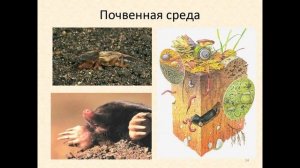 урок биологии 5 класс Почвення среда обитания организмов. Учитель Бавыкина Н.А.