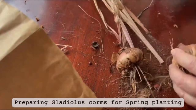 🧡🌸♥️ Preparing Gladiolus Corms For Spring Planting