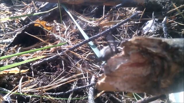 Жук - Усач, Жесткокрылый Дровосек (Cerambycidae) Южный Урал смотреть онлайн