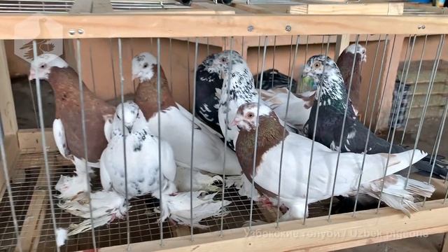 Птичий рынок г. Ташкент - ГОЛУБИ (20.03.2021) / Uzbek Pigeons смотреть онлайн