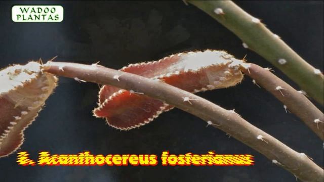 21 TIPOS DE ACANTHOCEREUS смотреть онлайн