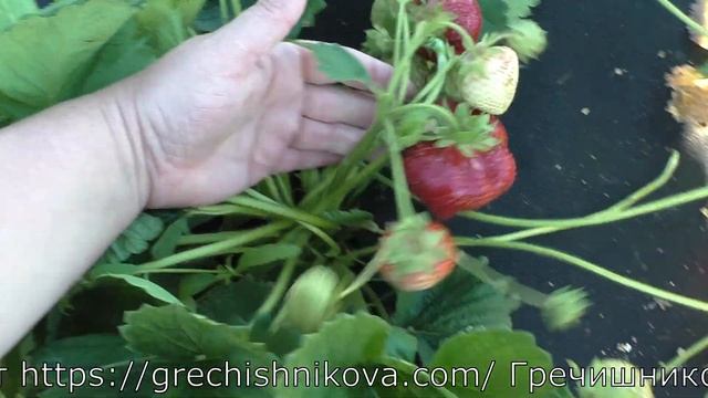 ЦУНАКИ, сорт гигант, вкуснейший среднеспелый сорт смотреть онлайн