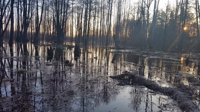Крик подсадной утки смотреть онлайн