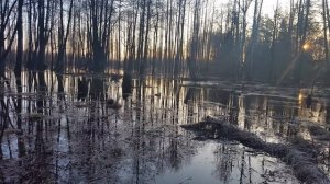 Крик подсадной утки