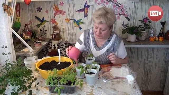 Персональный блог садовода и огородника Светланы Кацаповой 27 выпуск (спасаем рассаду) смотреть онлайн