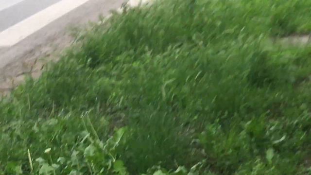 Ромашки , одуванчики, петрушка попали! смотреть онлайн