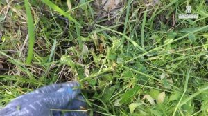 Чем я кошу ВЫСОКУЮ ТРАВУ.  С ЭТОЙ ЛЕСКОЙ для триммера ДИСК НЕ НУЖЕН. ЖКВ Саморучка