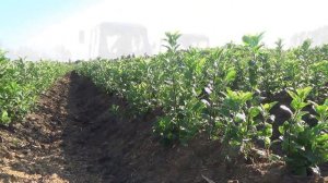 Маточник клоновых подвоев яблони