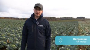 Механизированная уборка капусты Сторидор F1