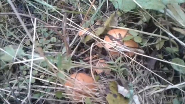 Много грибов. В лес за грибами. смотреть онлайн