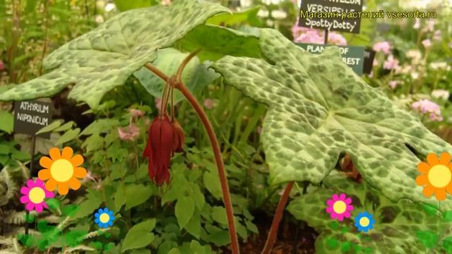 Подофиллум щитовидный Спотти Дотти. Краткий обзор, описание podophyllum peltatum Spotty Dotty смотреть онлайн