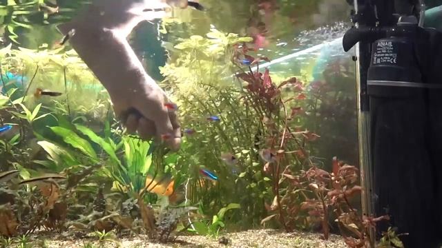 Возвращаем аквариумные растения на воздух! смотреть онлайн