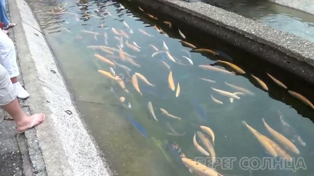 Форелевый завод в Адлере смотреть онлайн