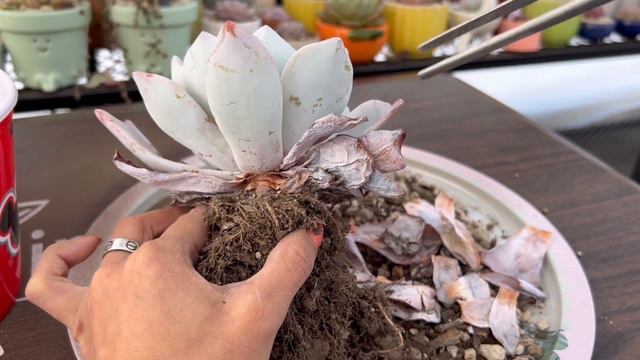 Trasplante | Echeveria Laui | Sellado De Macetas De Barro |