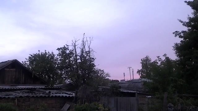 Черный дрозд