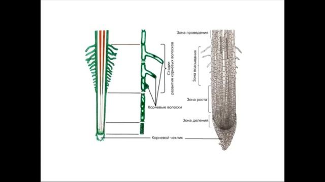 Корневая система растений. смотреть онлайн