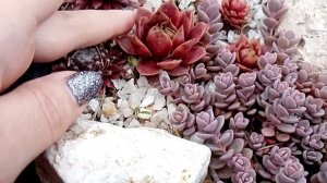 Уличные суккуленты. Молодила. Клумба преображается. ?❤️?