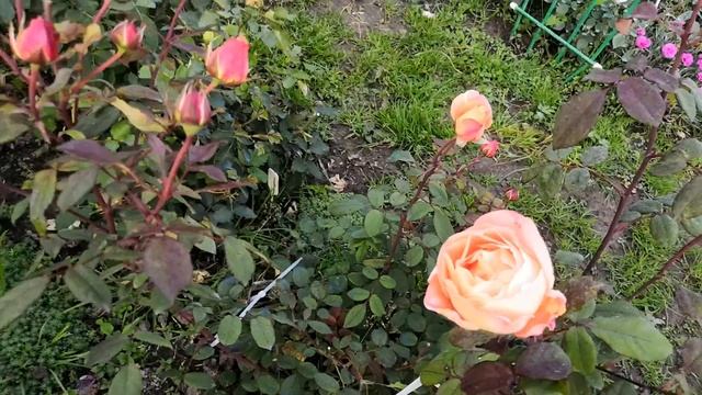 Роза Леди Эмма Гамильтон(Lady Emma Hamilton} смотреть онлайн