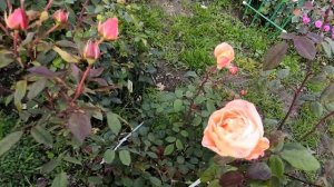 Роза Леди Эмма Гамильтон(Lady Emma Hamilton}