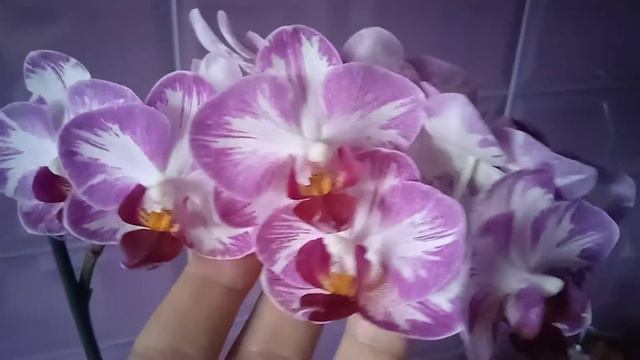 7.Орхидея Фаленопсис Little Gem Stripes,, Cat King,, смотреть онлайн