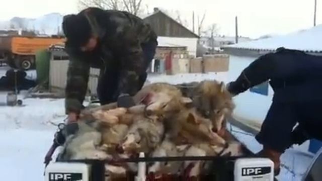 Охота на волков Казахстан(Павлодар) смотреть онлайн