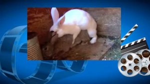 Кролики спариваются с большим удовольствием. Кролики сношаются