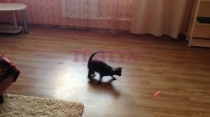 cats drift. коты дрифтят