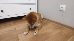 Как научить собаку команде нельзя/ 2 способ ~ Shiba Online