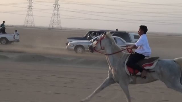 سباق فرسان العز السادس بمدينة جدة في منطقة الخمرة 1437/5/3 هـ смотреть онлайн