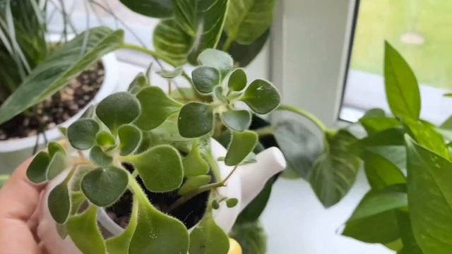 ?Зеленый подоконник?Обзор комнатных растений смотреть онлайн