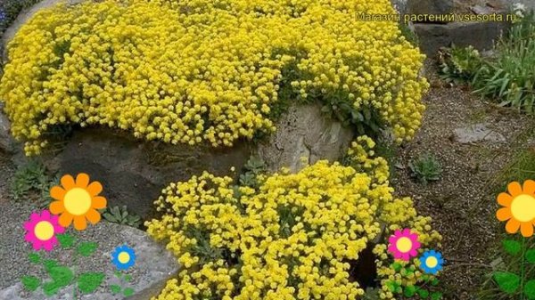 Ауриния скальная Голд булет. Краткий обзор, описание характеристик aurinia saxatilis Gold Bullet