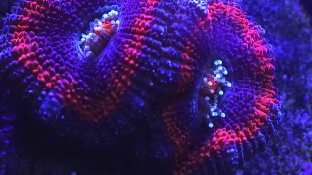 Acanthastrea Coral Care