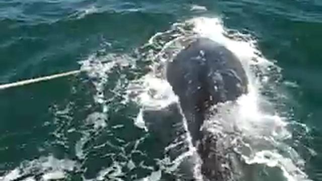 Whales playing with anchor #6 смотреть онлайн