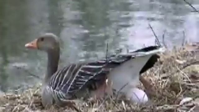 Gans gelegt смотреть онлайн