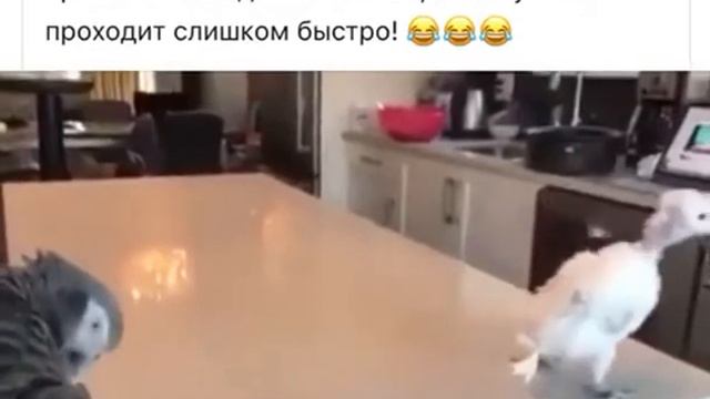 Бедный попугай с одним пером смотреть онлайн