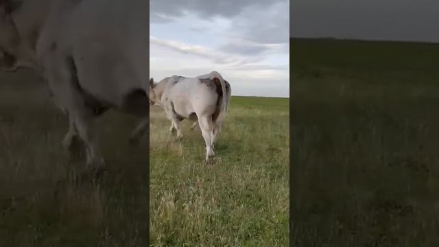 Шароле бык производитель считается самым лучшим на сегодняшний день . смотреть онлайн