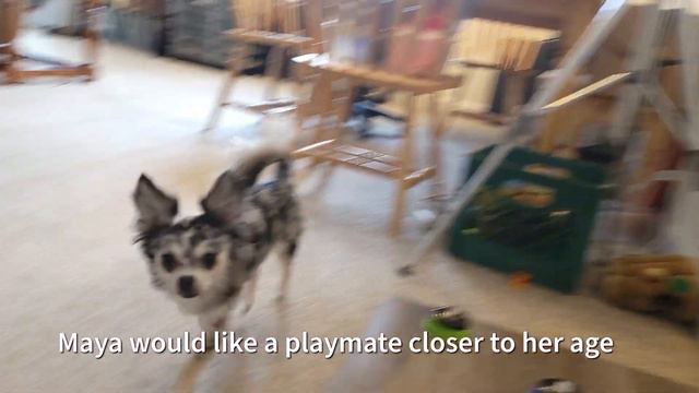 Funny housemates with issues | Playful dogs after bathing | Maya and Stewie Chihuahua смотреть онлайн