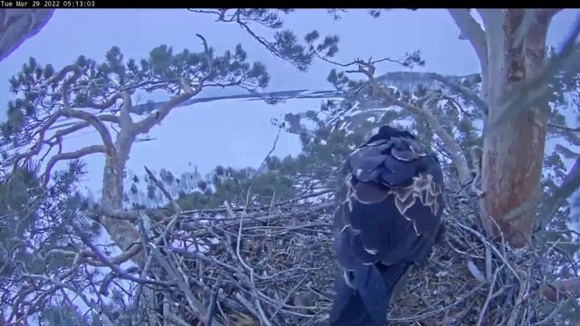 29.03.2022 5:00 - 5:29 Утренние работы в гнезде. Содержание ⬇️ смотреть онлайн